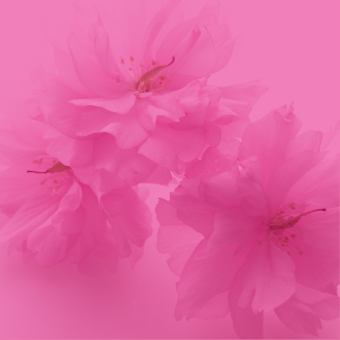 八重桜イメージ